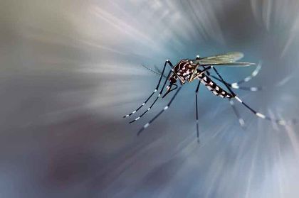 Monitoraggio e misure precauzionali per infezione da virus West Nile – stagione estiva 2025 Monitoraggio e misure precauzionali per infezione da virus West Nile – stagione estiva 2025