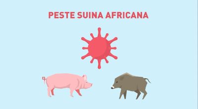peste suina peste suina